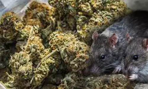 19 கிலோ கஞ்சாவை கொஞ்சம் கொஞ்சமாக எலிகள் தின்றுவிட்டது கோர்ட்டில் போலீசார் கொடுத்த பரபரப்பு விளக்கம்...! 19 கிலோ கஞ்சாவை கொஞ்சம் கொஞ்சமாக எலிகள் தின்றுவிட்டது கோர்ட்டில் போலீசார் கொடுத்த பரபரப்பு விளக்கம்...!