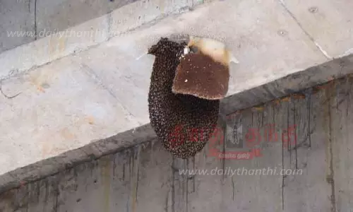 தேன் கூடுகளால் பொதுமக்கள் அச்சம்