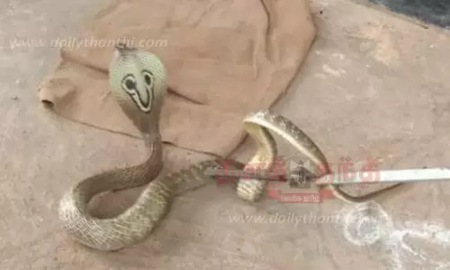 வீட்டுக்குள் நுழைந்த பாம்பு பிடிபட்டது