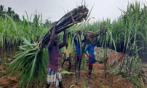 கரும்பு அறுவடை பணிகள் மும்முரம்