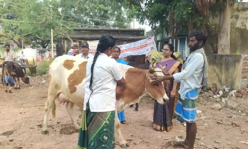 சிறப்பு கால்நடை மருத்துவ முகாம் சிறப்பு கால்நடை மருத்துவ முகாம்