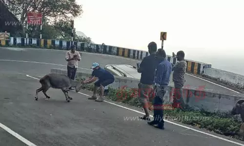 வரையாடுகளை துன்புறுத்தும் சுற்றுலா பயணிகள்