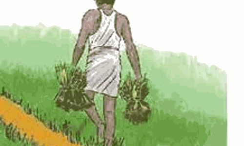 உளுந்து பயிருக்கு விவசாயிகள் காப்பீடு செய்யலாம்