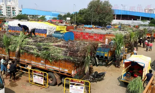 பொங்கல் பண்டிகை - கோயம்பேட்டில் சிறப்பு காய்கறி சந்தை..!