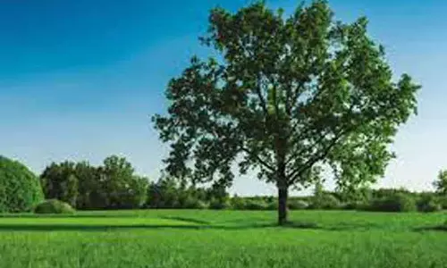 புதிதாக கட்டப்படும் கட்டிடங்களில் மரம் வளர்க்க இடம் ஒதுக்க வேண்டும்- மாநகராட்சி உத்தரவு