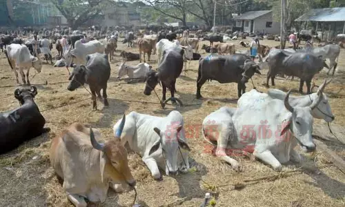 அம்மை நோய் தாக்குதல் எதிரொலி:பொள்ளாச்சி சந்தைக்கு மாடுகள் வரத்து குறைந்தது-நோயை கட்டுப்படுத்த வியாபாரிகள் வலியுறுத்தல்