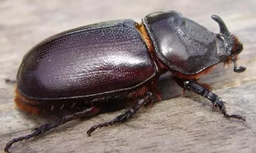 தென்னையில் காண்டாமிருக வண்டை கட்டுப்படுத்த மானியம்