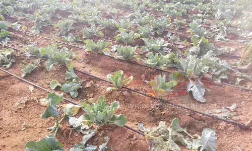 பயிர்களை சேதப்படுத்திய யானைகள்