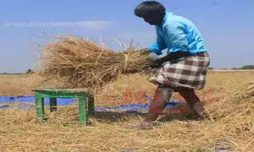 விளைச்சல் இல்லாத நிலையிலும் அறுவடை செய்யும் விவசாயிகள்