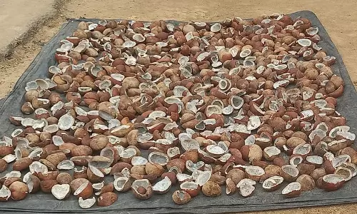 தேங்காய், கொப்பரை தேங்காய் விலை வீழ்ச்சி; விவசாயிகள் கவலை தேங்காய், கொப்பரை தேங்காய் விலை வீழ்ச்சி; விவசாயிகள் கவலை