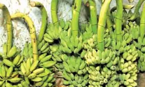 வரத்து குறைவால் வாழைத்தார் விலை உயர்வு