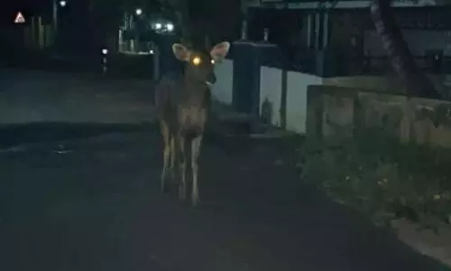 ஊருக்குள் சுற்றித்திரியும் மிளா ஊருக்குள் சுற்றித்திரியும் மிளா