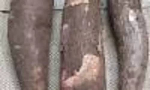 பரமத்திவேலூர் பகுதியில்மரவள்ளிக்கிழங்கு டன் ரூ.9 ஆயிரத்துக்கு விற்பனைவிலை உயர்வால் விவசாயிகள் மகிழ்ச்சி