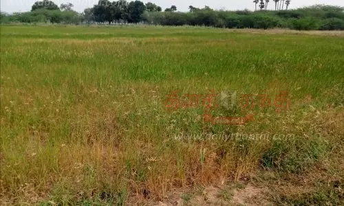 கண்மாயில் தண்ணீர் இருந்தும் கருகும் நெற்பயிர்கள்- மடைகளை சீரமைக்க விவசாயிகள் கோரிக்கை கண்மாயில் தண்ணீர் இருந்தும் கருகும் நெற்பயிர்கள்- மடைகளை சீரமைக்க விவசாயிகள் கோரிக்கை