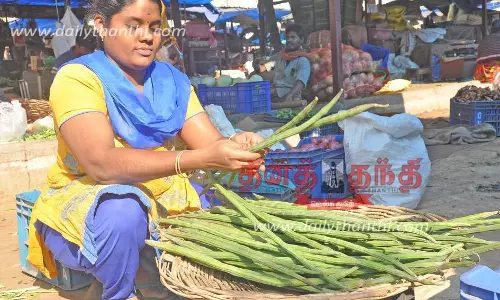 ஈரோட்டில் முருங்கைக்காய் விலை கிடுகிடு உயர்வு; ஒரு கிலோ ரூ.150-க்கு விற்பனை