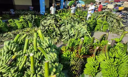 வாழைத்தார் விலை அதிகரிப்பு வாழைத்தார் விலை அதிகரிப்பு