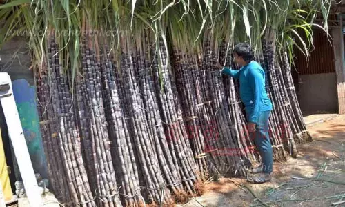 பொள்ளாச்சியில் விற்பனைக்கு குவிந்த கரும்புகள்