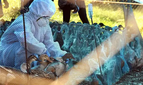 கேரளாவில் பறவைக்காய்ச்சல் பரவல் கண்டுபிடிப்பு: தடுப்பு நடவடிக்கைகள் தீவிரம்