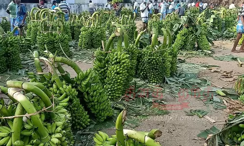 பரமத்திவேலூரில் வாழைத்தார் விலை உயர்வுவிவசாயிகள் மகிழ்ச்சி