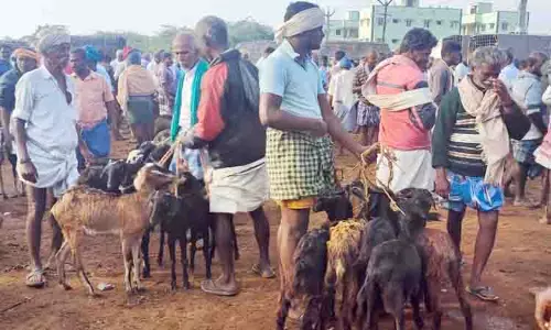 பொங்கல் பண்டிகையையொட்டி களை கட்டிய ஆட்டுச்சந்தை