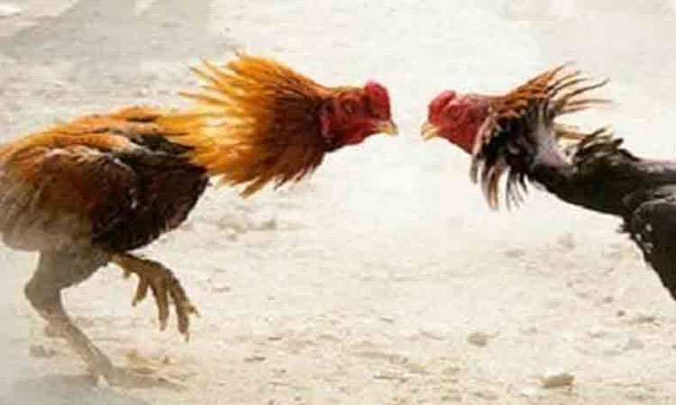 கரூரில் அனுமதியின்றி நடைபெற இருந்த சேவல் சண்டை தடுத்து நிறுத்தம் - போலீசார் அதிரடி நடவடிக்கை