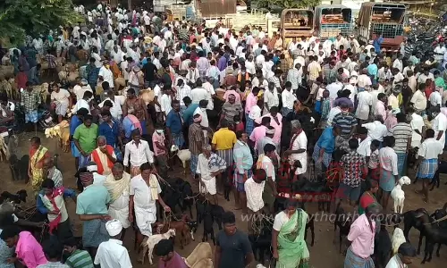 ஆடு, கோழிகள் விற்பனை அதிகரிப்பு
