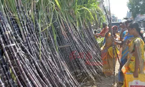 பொள்ளாச்சியில் கரும்பு, மஞ்சள் கொத்து விற்பனை களை கட்டியது