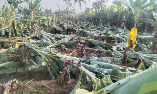 வாழைகளை வெட்டிச் சாய்த்த மர்ம நபர்கள் வாழைகளை வெட்டிச் சாய்த்த மர்ம நபர்கள்