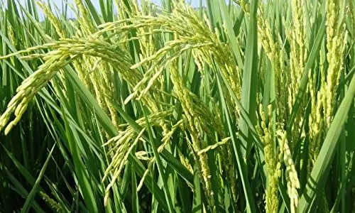 பயிர்களுக்கு இலை வழியாகநுண்ணூட்டம் தெளிப்பதால் அதிக மகசூல் பெற முடியும்