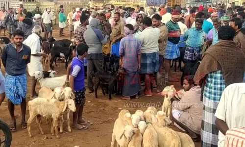 ரூ.3 கோடிக்கு ஆடுகள் விற்பனை