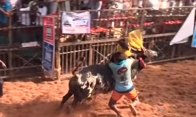 அவனியாபுரம் ஜல்லிக்கட்டு: காளைகள் முட்டியதில்... ... லைவ் அப்டேட்ஸ்: அவனியாபுரம் ஜல்லிக்கட்டு - காளைகளை அடக்க வீரர்கள் தீவிரம்...!