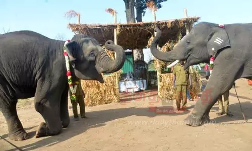 டாப்சிலிப்பில் வளர்ப்பு யானைகள் முகாமில் பொங்கல் விழா -துதிக்கையை உயர்த்தி விநாயகரை வணங்கிய யானைகள்