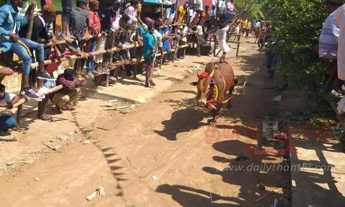 எருது விடும் விழா எருது விடும் விழா