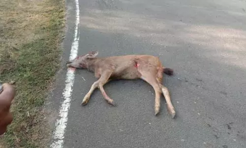 செந்நாய்கள் கடித்து மான் பலி