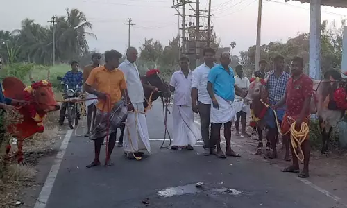 மாவட்டம் முழுவதும் மாட்டுப்பொங்கலை உற்சாகமாக கொண்டாடிய விவசாயிகள்-பொட்டிரெட்டிப்பட்டியில் கோவிலை சுற்றிவந்த காளைகள் மாவட்டம் முழுவதும் மாட்டுப்பொங்கலை உற்சாகமாக கொண்டாடிய விவசாயிகள்-பொட்டிரெட்டிப்பட்டியில் கோவிலை சுற்றிவந்த காளைகள்