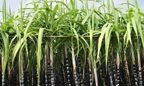 நாமக்கல் மாவட்டத்தில் பொங்கல் பரிசுத்தொகுப்பு98.7 சதவீதம் வினியோகம் -அதிகாரி தகவல் நாமக்கல் மாவட்டத்தில் பொங்கல் பரிசுத்தொகுப்பு98.7 சதவீதம் வினியோகம் -அதிகாரி தகவல்