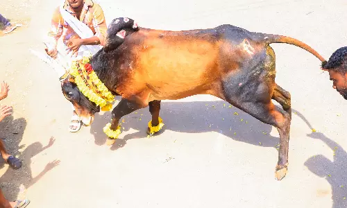 சிராவயலில் இன்று மஞ்சுவிரட்டு