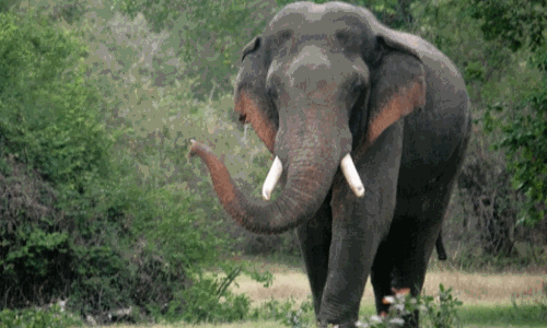 அய்யம்பாளையம் மருதாநதி அணைப்பகுதியில் ஒற்றை காட்டு யானை நடமாட்டம்