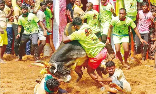 பரபரப்பாக நடந்த பாலமேடு ஜல்லிக்கட்டு: மாடு முட்டி ஒருவர் பலி; 38 பேர் காயம்