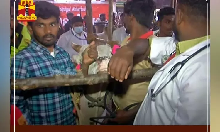 காளைகளுக்கு மருத்துவ பரிசோதனை காளைகளுக்கு மருத்துவ பரிசோதனை