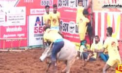 ரெண்டு கொம்புக்கு நடுவே சிக்கிய வீரர் ரெண்டு கொம்புக்கு நடுவே சிக்கிய வீரர்