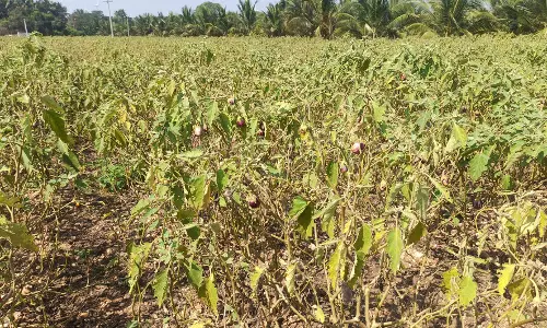 கத்திரிக்காய் செடிகளில் நோய் தாக்குதல்