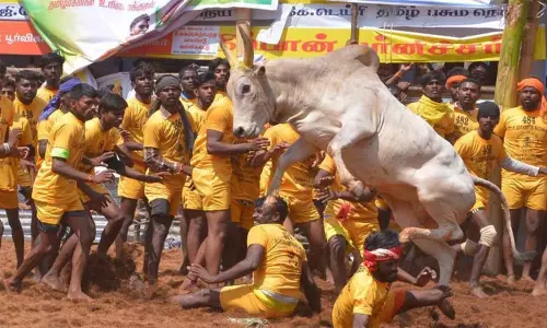 எருதுவிடும் விழாவில் மாடு முட்டி வீரர் சாவு