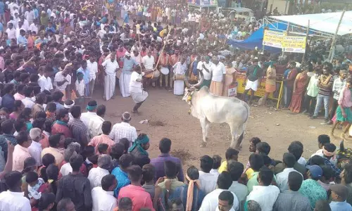 ஆல்கொண்டமால் கோவிலில் தமிழர் திருநாள் திருவிழாவை முன்னிட்டு சலங்கை மாடு ஆட்டம் நடைபெற்றது.