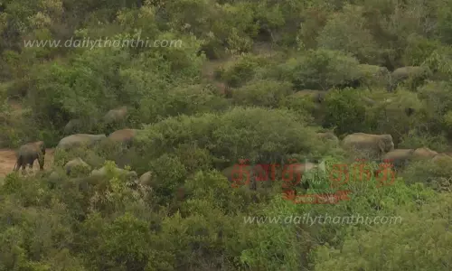 போடூர்பள்ளம் வனப்பகுதிக்கு இடம் பெயர்ந்த யானைகள்