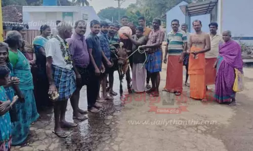 சாமி மாடு மீது மஞ்சள்நீர் ஊற்றி கிராம மக்கள் வழிபாடு