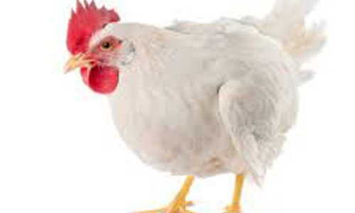 முட்டைக்கோழி கிலோவுக்கு ரூ.5 உயர்வு