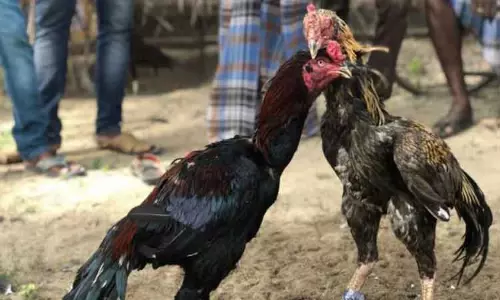 கவுந்தப்பாடி அருகேபந்தயம் கட்டி சேவல் சண்டை நடத்திய 12 பேர் கைது