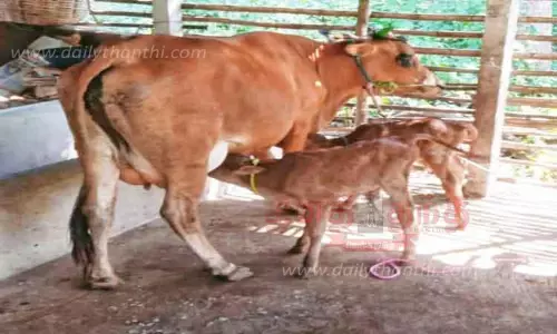 கடம்பூர் அருகே2 கன்றுக்குட்டிகளை ஈன்ற பசு மாடு