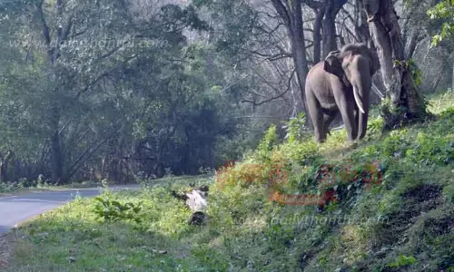 சேத்துமடை-டாப்சிலிப் சாலையில் ஆக்ரோஷமாக சுற்றித்திரியும் காட்டு யானை-சுற்றுலா பயணிகளுக்கு வனத்துறை எச்சரிக்கை